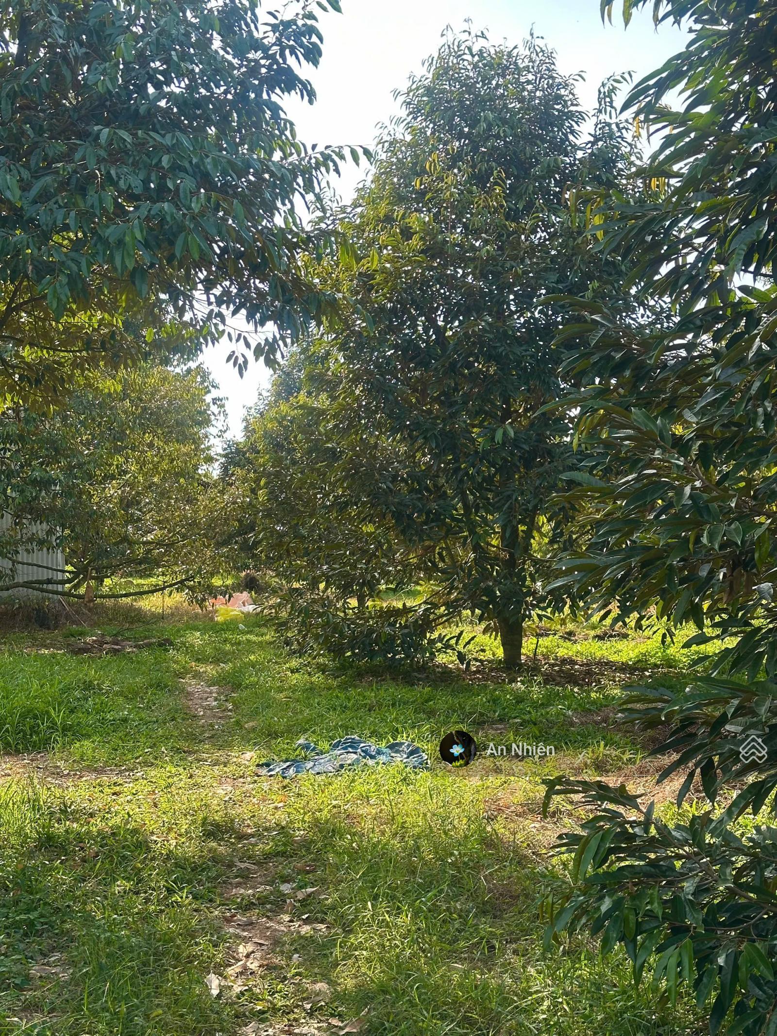 Hàng cuối nền thổ cư gần Long Thành giá rẻ hiếm 385tr nhận nền vay ngân hàng 50%