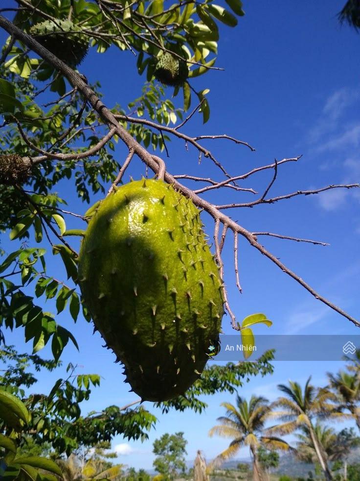 Đất vườn định quán gần sông la ngà chủ hạ giá bán gấp chỉ 390 triệu/1.000m2 sổ hồng riêng