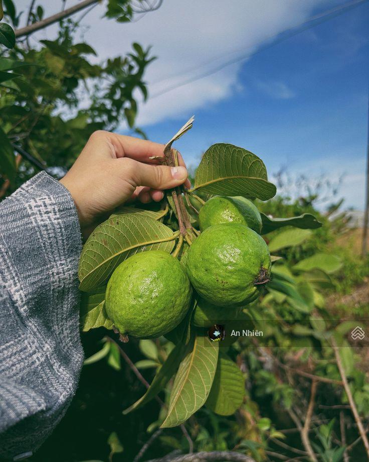 Đất vườn định quán gần sông la ngà chủ hạ giá bán gấp chỉ 390 triệu/1.000m2 sổ hồng riêng