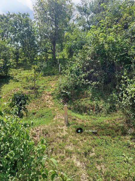 Mua 800tr được gì? 1.500m² vườn gần hồ Trị An ô tô tới đất