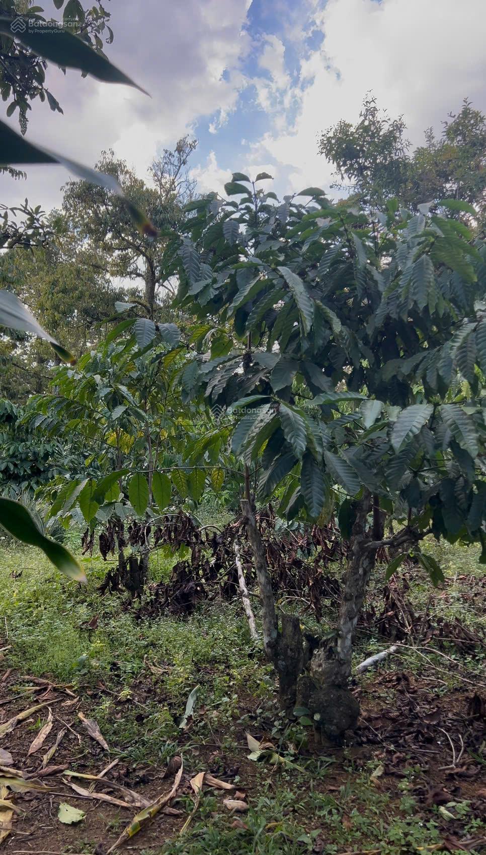 3,3 sào đường Ngô Đức Kế (gần đường 1/5) , phường B'Lao, Bảo Lộc 3,3 sào đường Ngô Đức Kế (gần đường 1/5) , phường B'Lao, Bảo Lộc