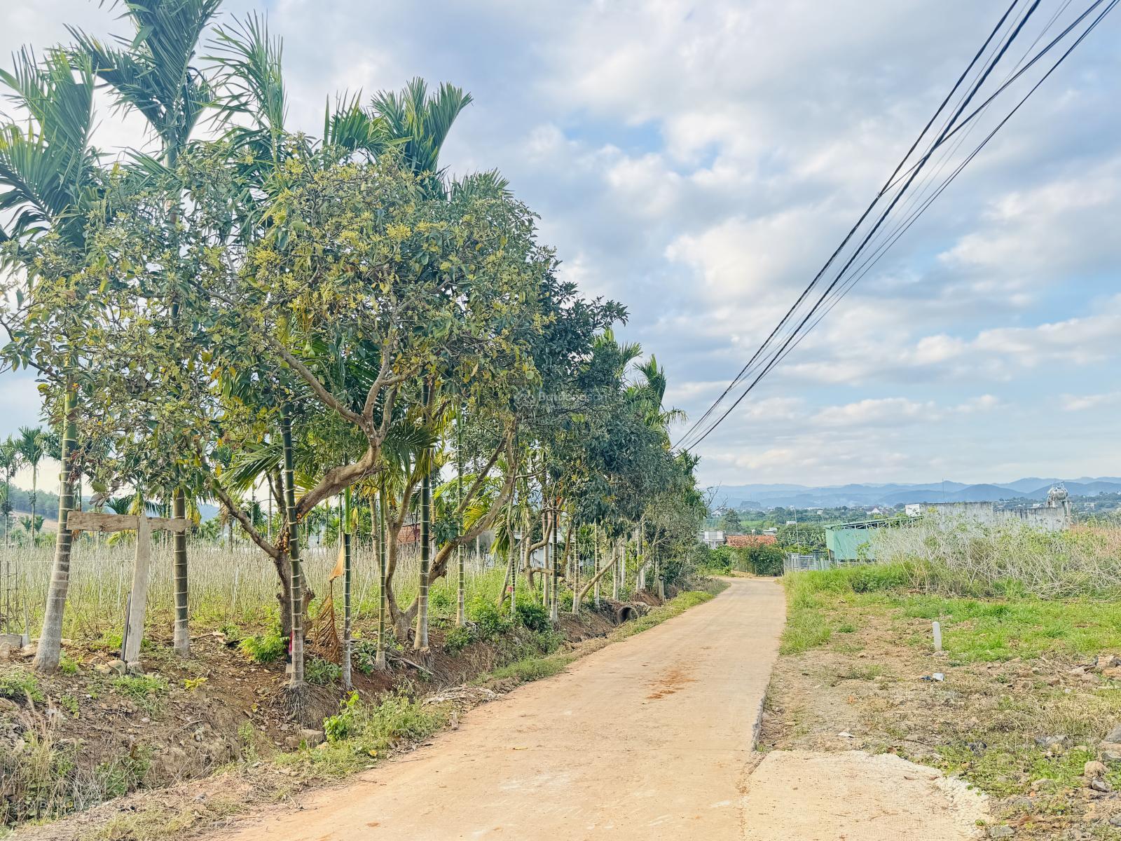 Đất cạnh đồi thông bằng đẹp sát Đà Lạt. DT 350 m2 sẵn 200 mxd chỉ 1.250 tr. LH 0906 770 ***