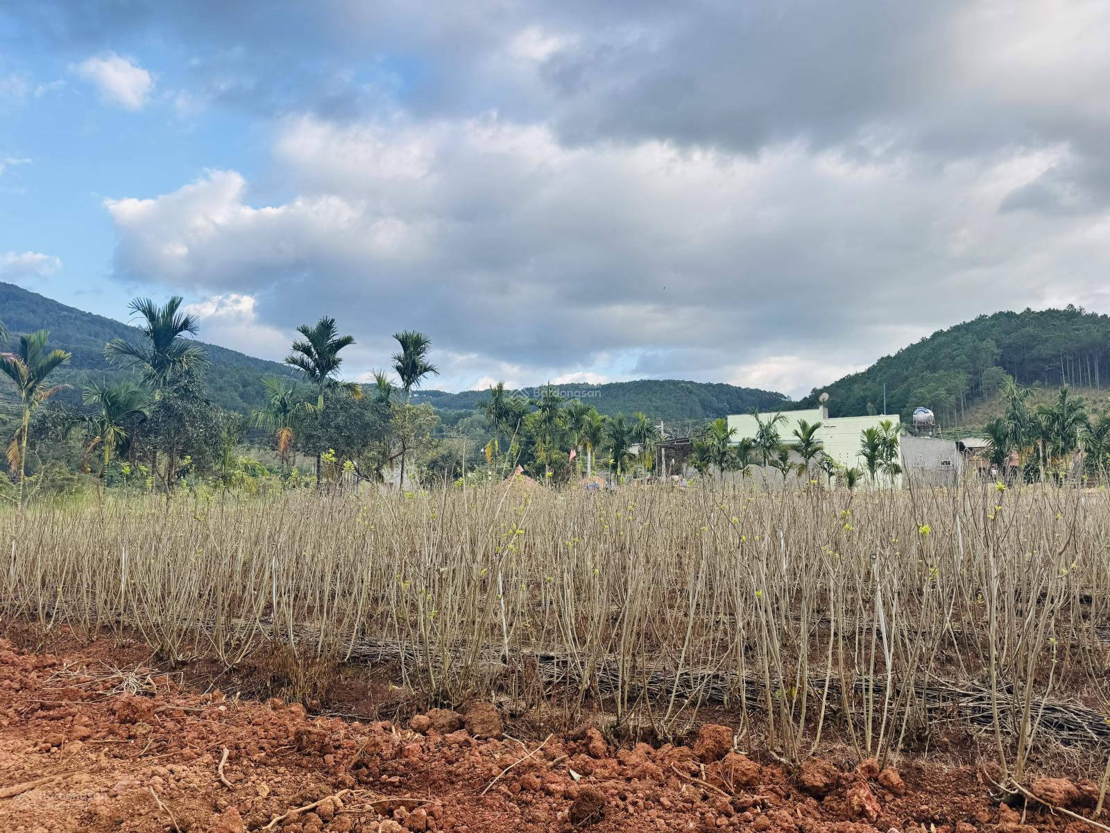 Đất cạnh đồi thông bằng đẹp sát Đà Lạt. DT 350 m2 sẵn 200 mxd chỉ 1.250 tr. LH 0906 770 ***