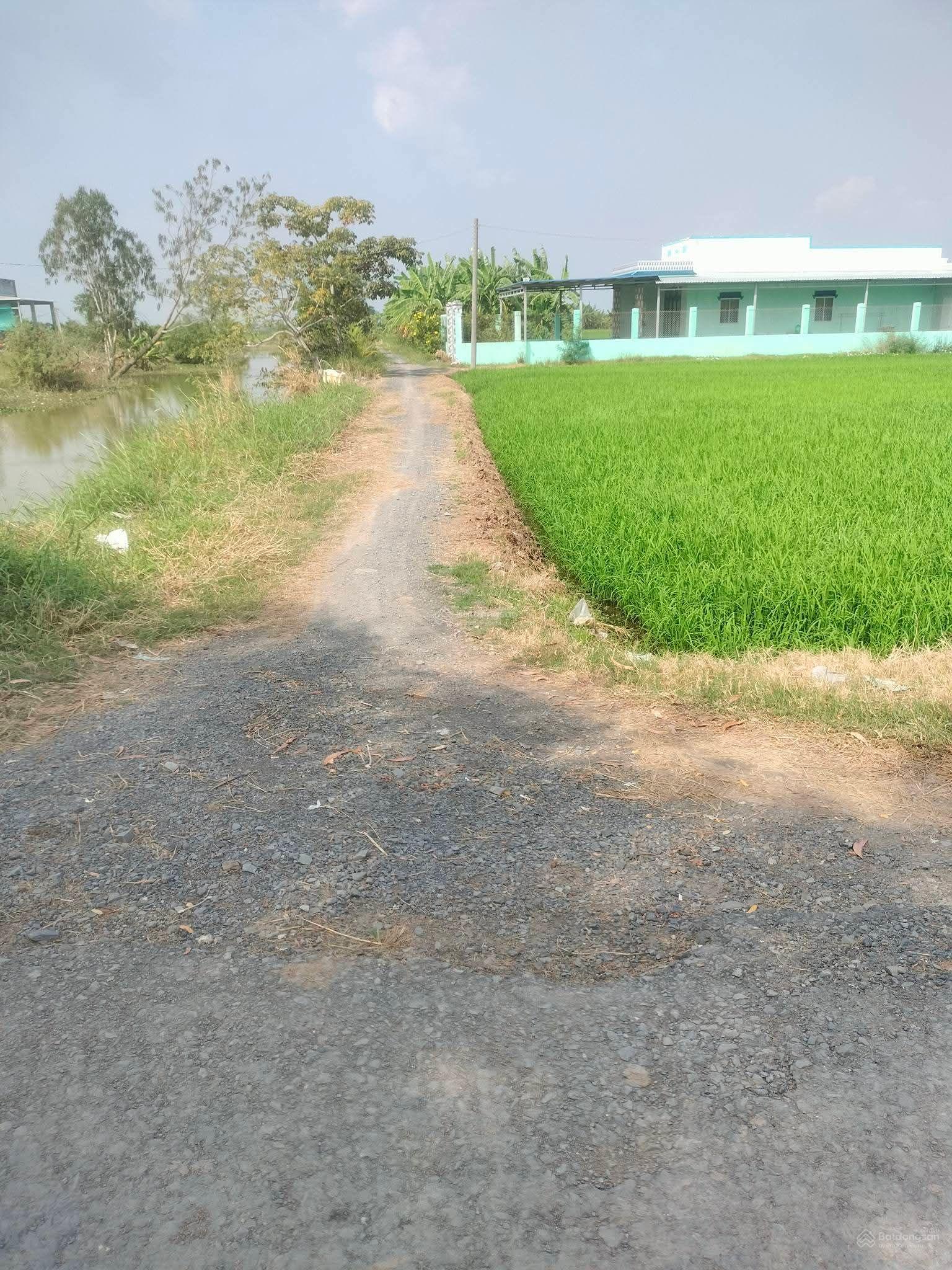 Bán 9.550mv đất lúa đường xe hơi tại xã Kiểng Phước, Gò Công Đông, gần trung tâm, 3 tỷ thương lượng