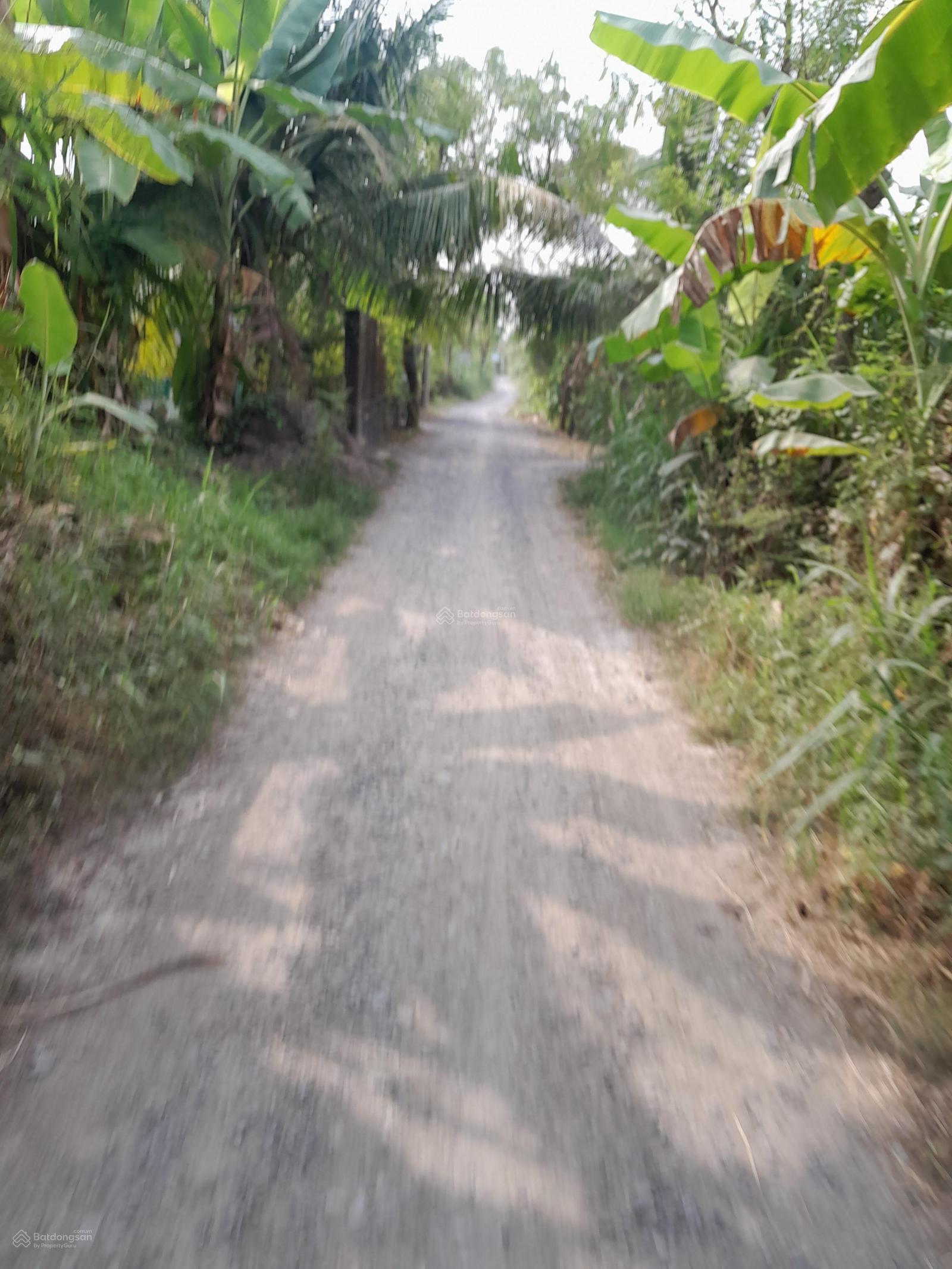 Bán 9.550mv đất lúa đường xe hơi tại xã Kiểng Phước, Gò Công Đông, gần trung tâm, 3 tỷ thương lượng