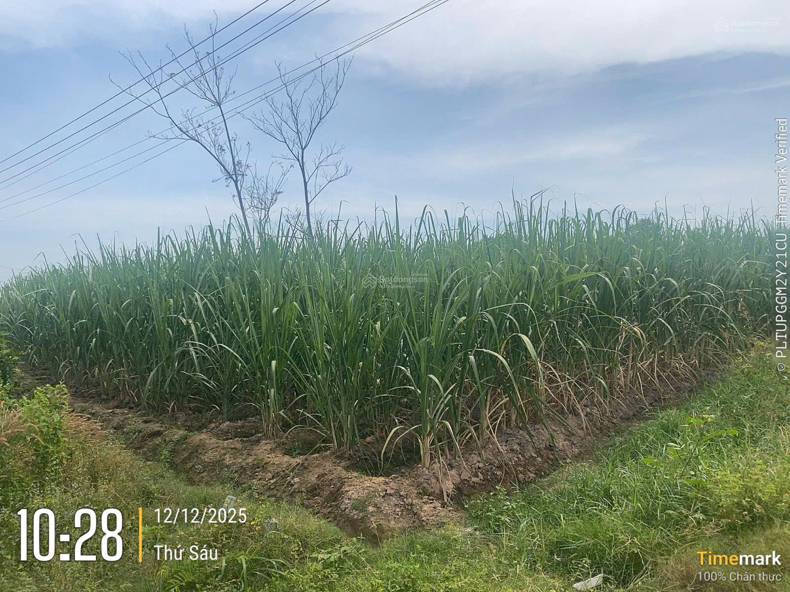 Bán đất tại Xã Phước Thạnh, Gò Dầu, Tây Ninh, 12 tỷ, 3838.2 m2, giá siêu hời