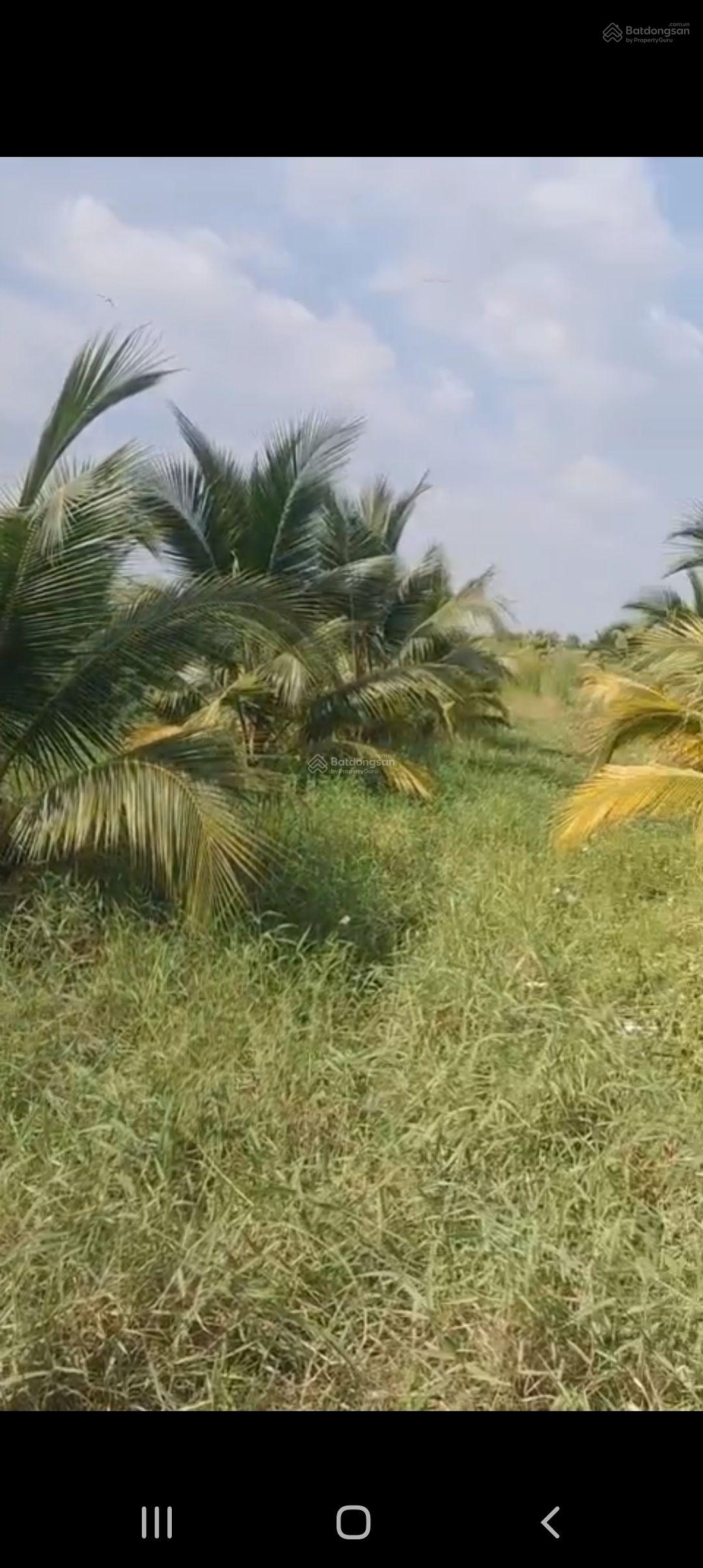 Đất lúa xã Kiểng Phước, Gò Công Đông Tiền Giang. 4.116m2 đường đá xe 7 chỗ, gần trung tâm 1,6tỷ TL