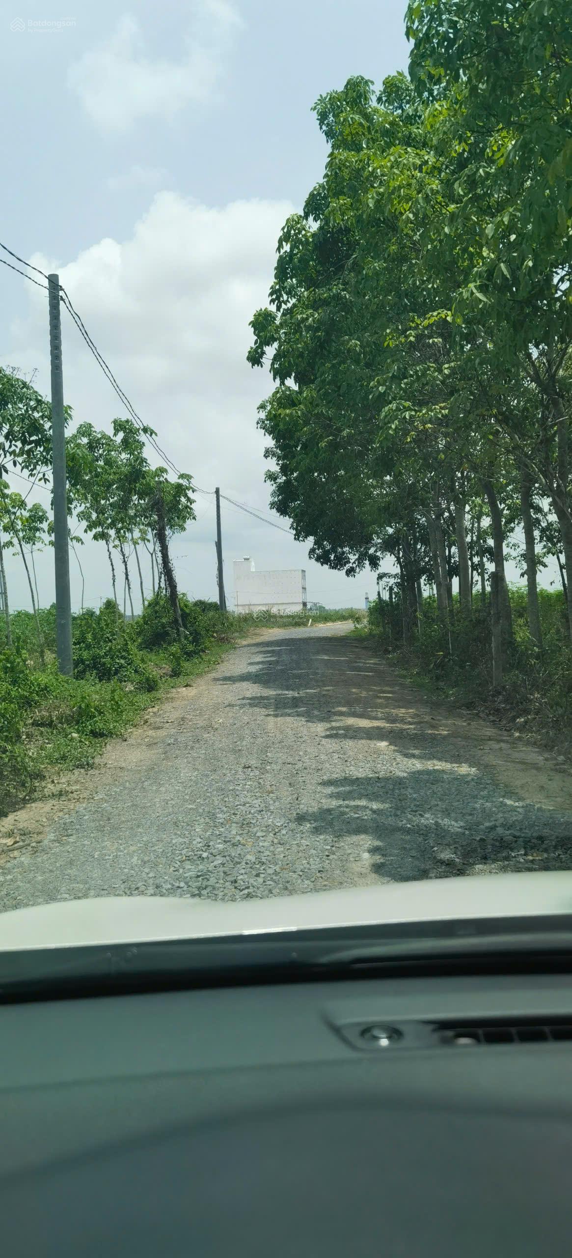 Bán gần 3 mẫu đất trồng tràm dưới ấp Cây Ổi, Hòa Thạnh, Tây Ninh. LH 0919 093 ***