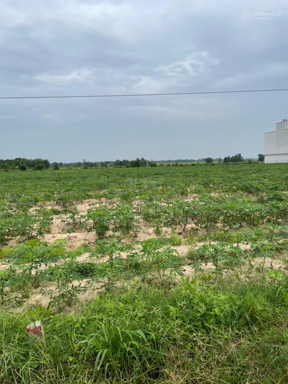 Bán gần 3 mẫu đất trồng tràm dưới ấp Cây Ổi, Hòa Thạnh, Tây Ninh. LH 0919 093 ***