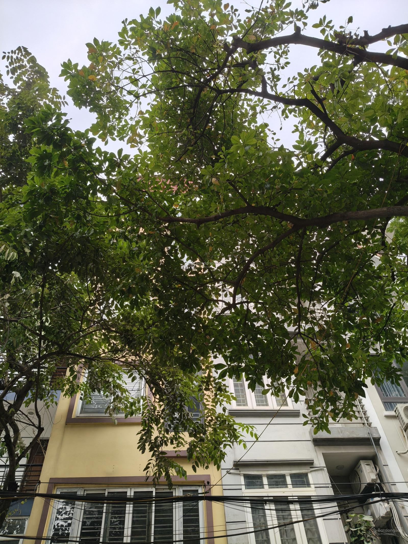 Bán đất tại Phố Mai Dịch, Cầu Giấy, Hà Nội, giá siêu hời 26,2 tỷ, 96m2, ô tô tránh. Bán đất tại Phố Mai Dịch, Cầu Giấy, Hà Nội, giá siêu hời 26,2 tỷ, 96m2, ô tô tránh.