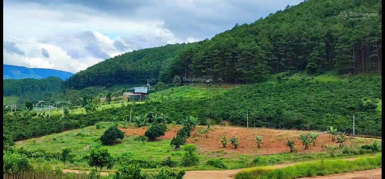 Siêu rẻ! Gần 700 m2 đất cách địa phận P. Cam Ly 1.5 km giá giảm sâu còn hơn 1 tỷ!