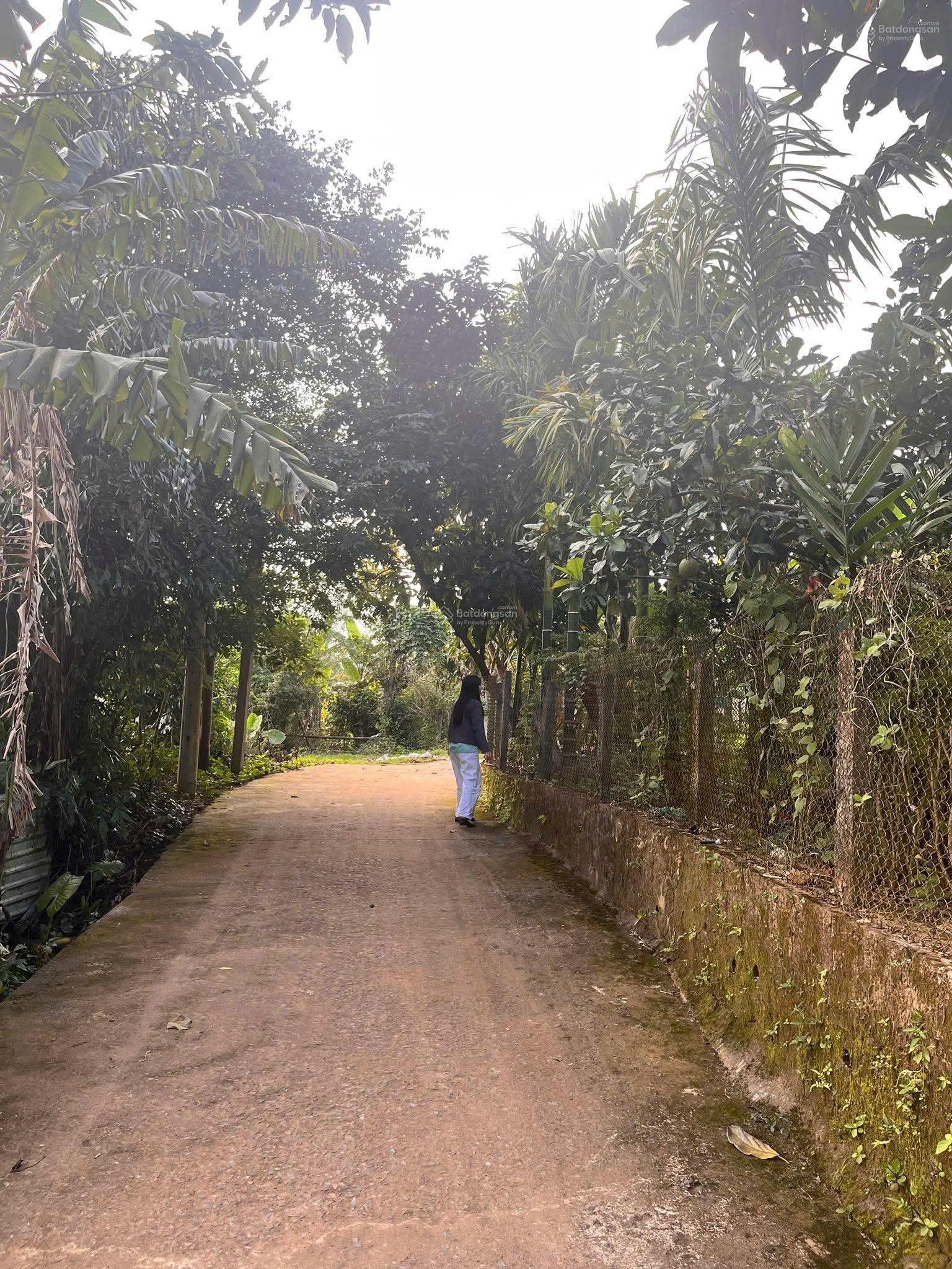 Đất 2 mặt tiền 195m2 đất ở, có sẵng vườn cây ở hòa bắc.