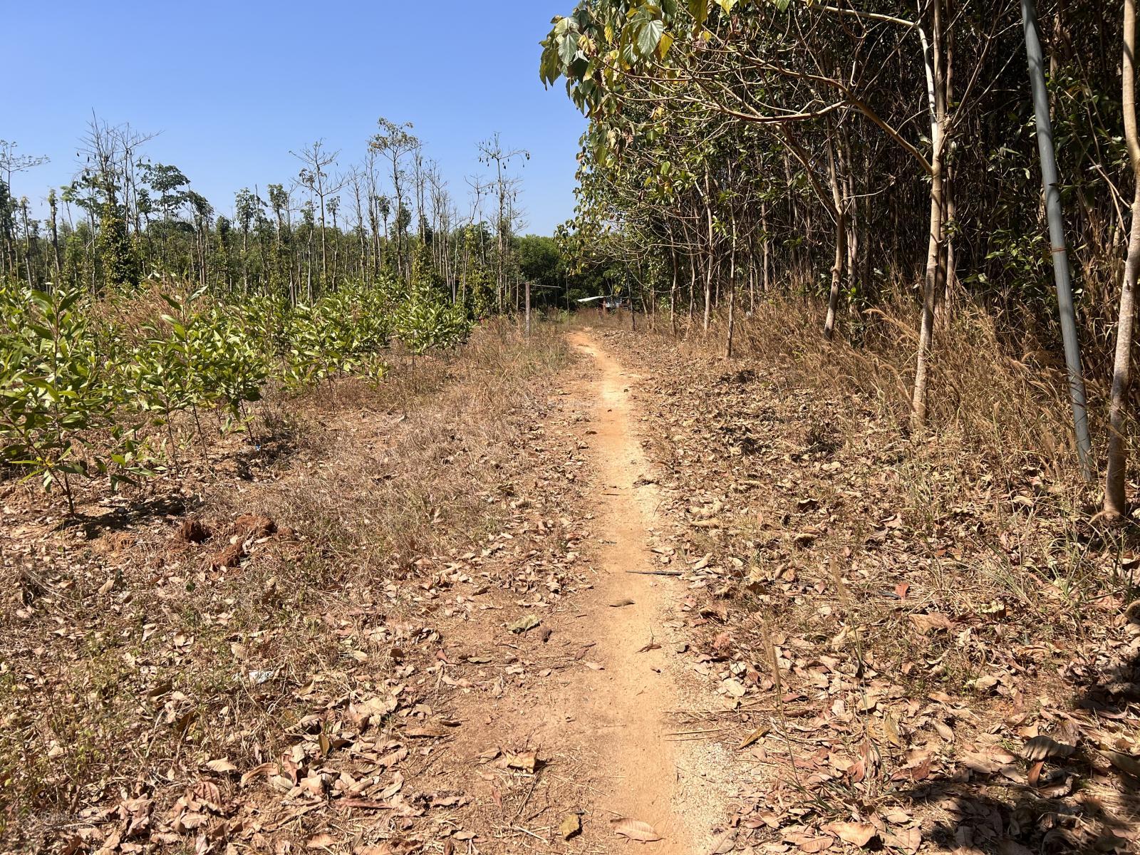 Chính chủ cần bán 6sào4 đất ngay dự án hồ Sông Ray 2. Đất đang đợi đền bù. LH: 0972 773 *** Chính chủ cần bán 6sào4 đất ngay dự án hồ Sông Ray 2. Đất đang đợi đền bù. LH: 0972 773 ***