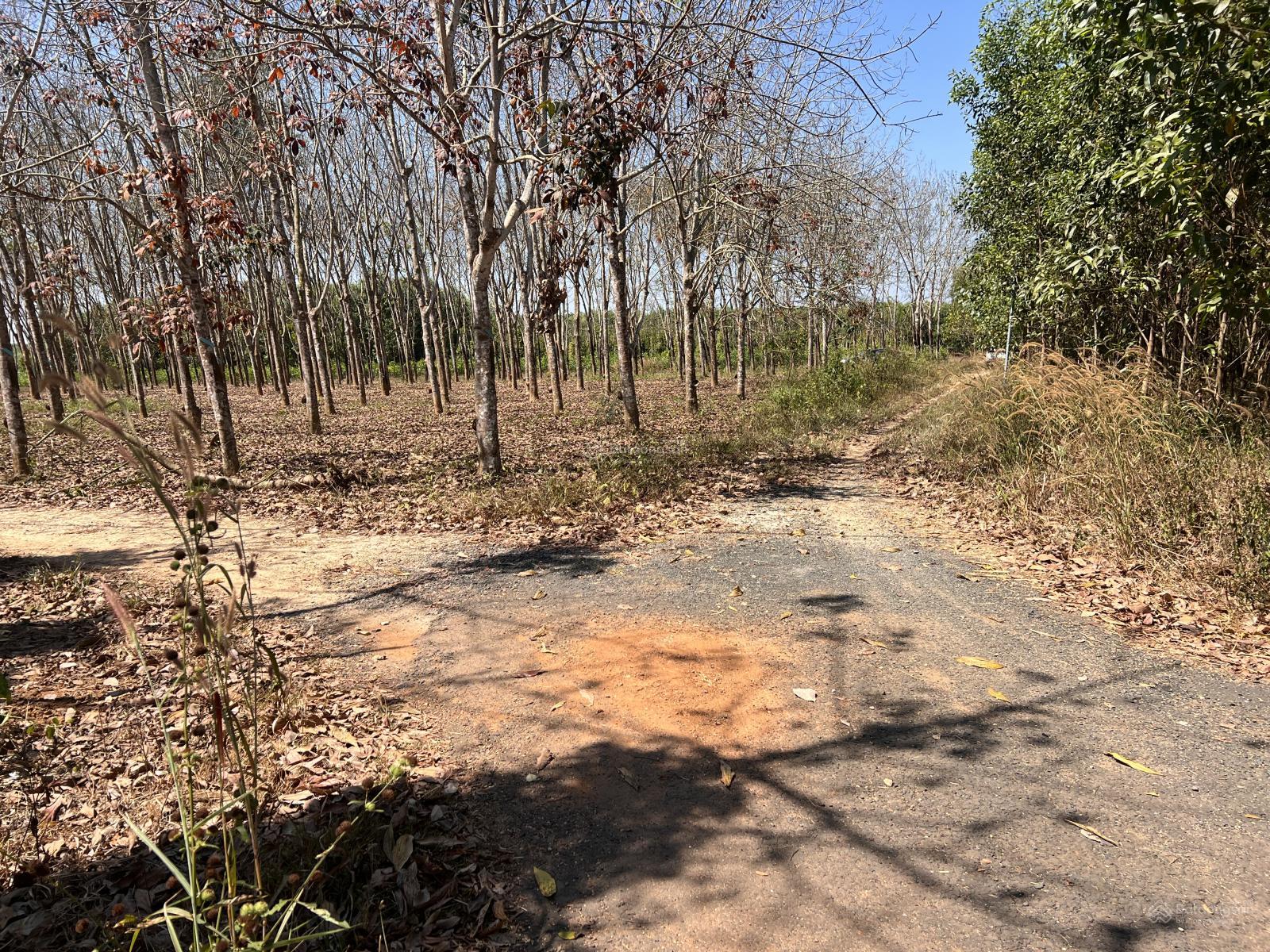 Chính chủ cần bán 6sào4 đất ngay dự án hồ Sông Ray 2. Đất đang đợi đền bù. LH: 0972 773 *** Chính chủ cần bán 6sào4 đất ngay dự án hồ Sông Ray 2. Đất đang đợi đền bù. LH: 0972 773 ***