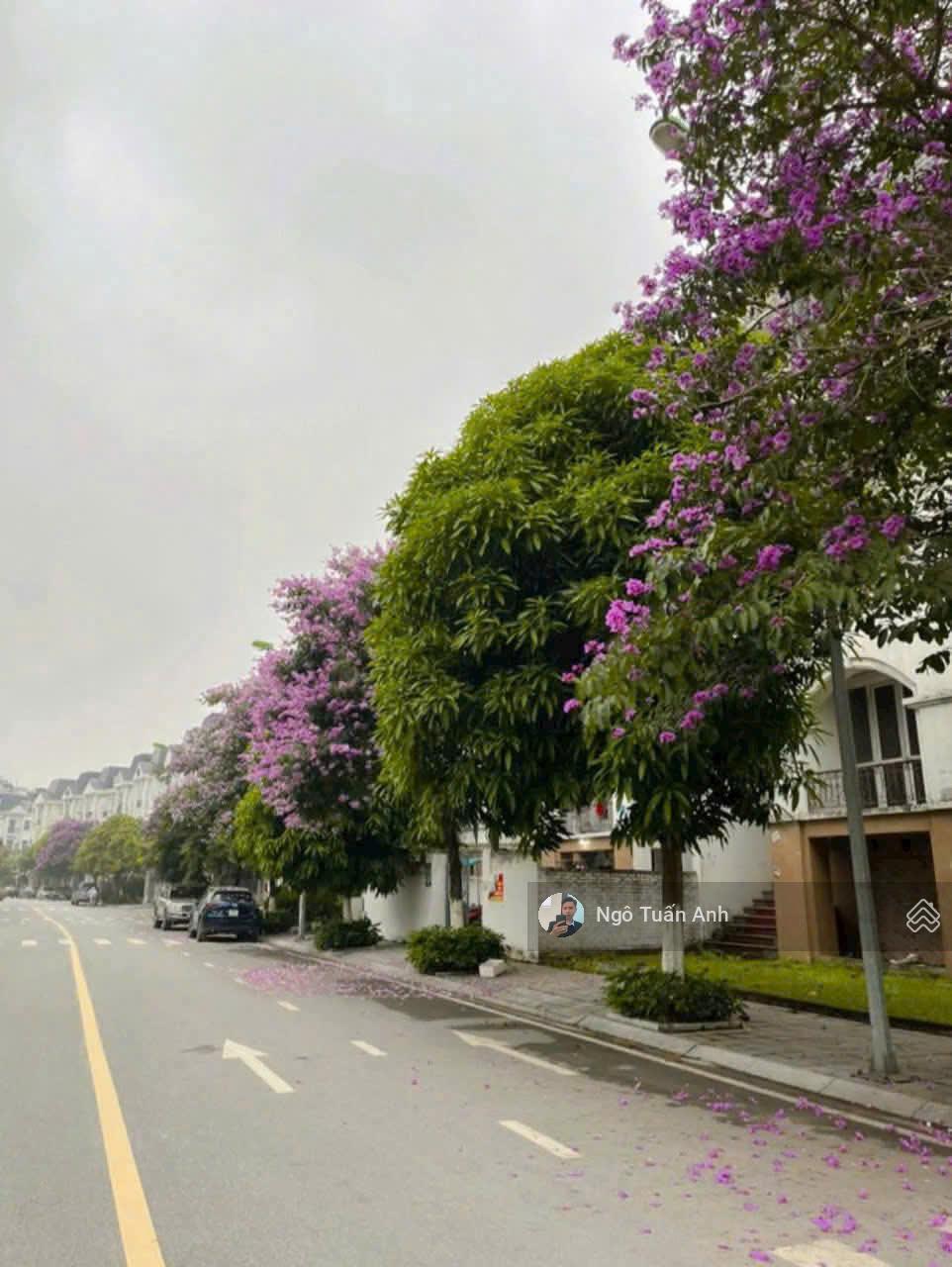 Em Tuấn Anh bán biệt thự song lập 5 tầng hướng Đông Bắc giá chỉ hơn 100 triệu/m2.