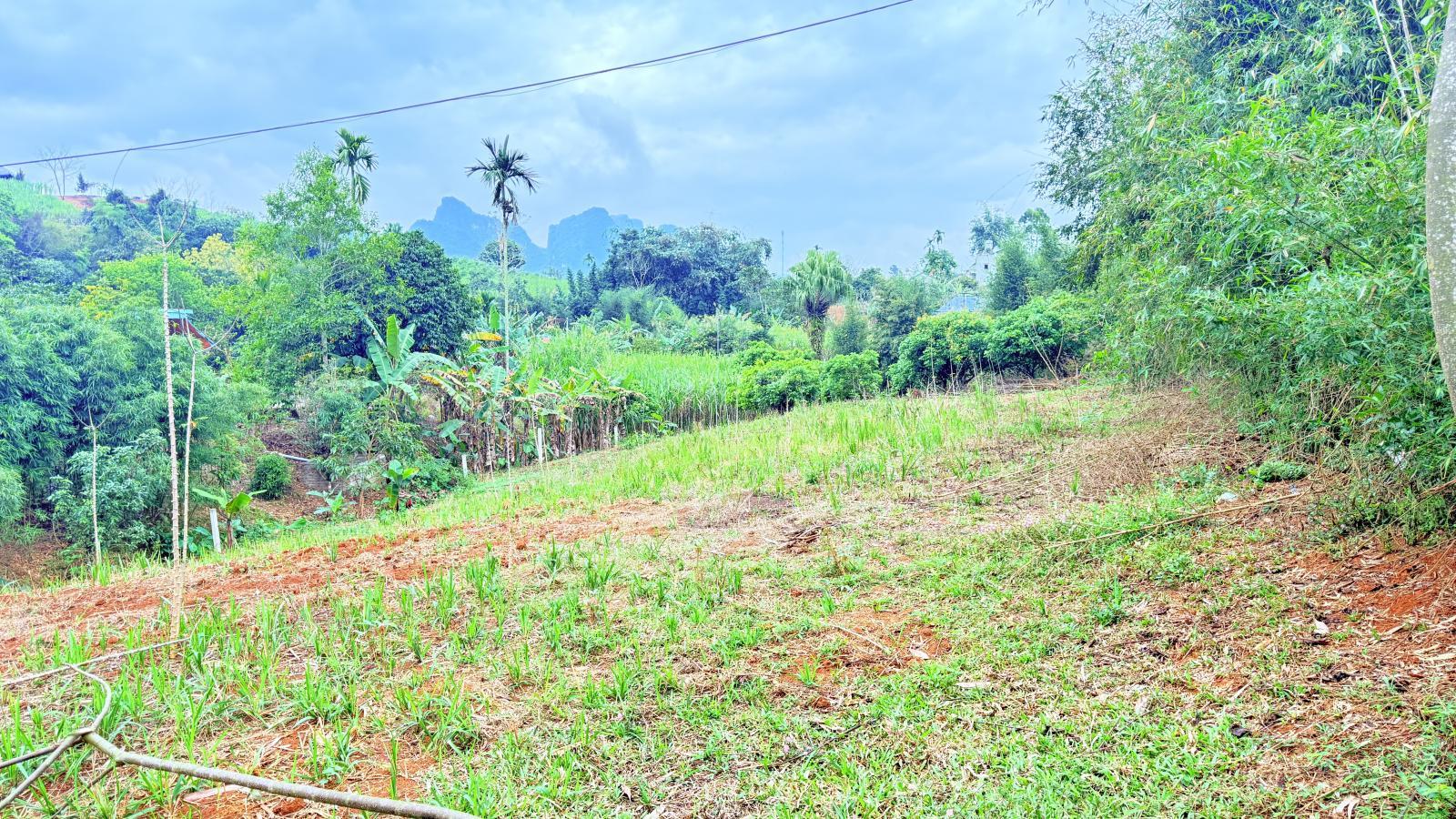 Tại Cao Phong, Hoà Bình (nay là Phú Thọ) chỉ 1.1 tỷ đồng trên tổng DT 2126m2 lô góc Tại Cao Phong, Hoà Bình (nay là Phú Thọ) chỉ 1.1 tỷ đồng trên tổng DT 2126m2 lô góc