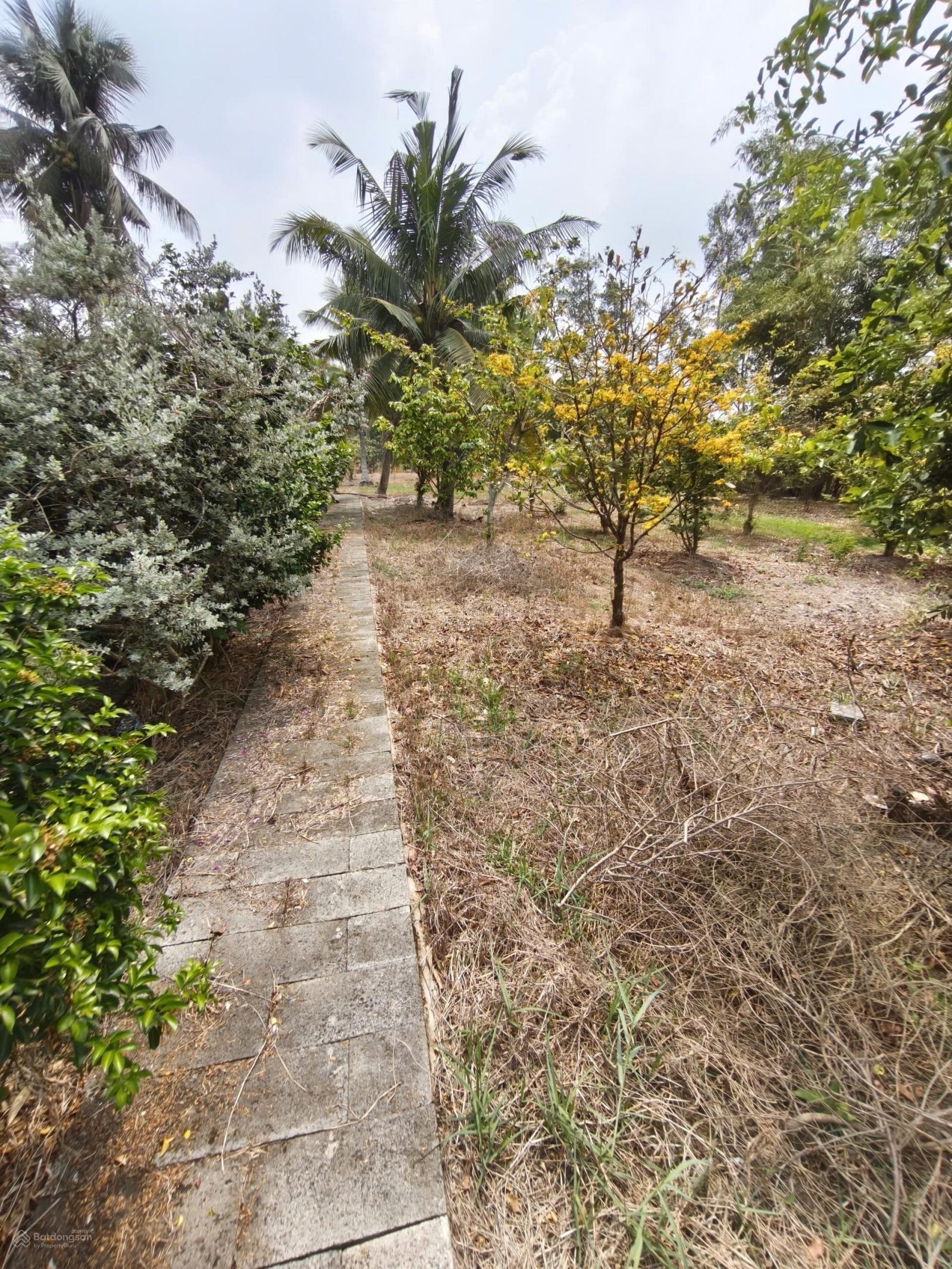 Bán nhà vườn 9000m cây lâu năm có 300m thổ cư xã Tân Nhựt, Bình Chánh