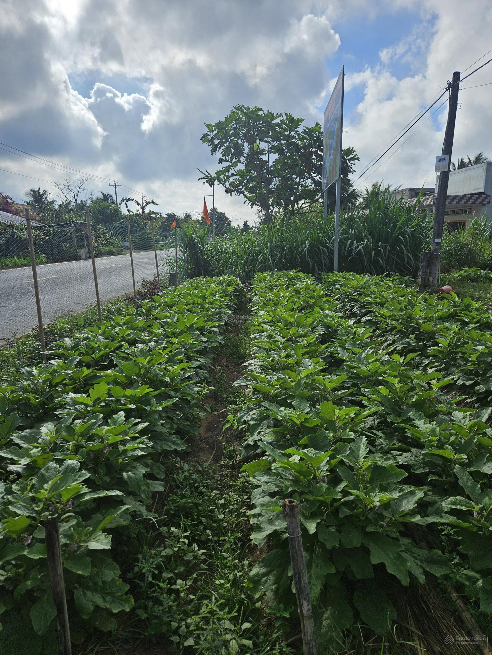 Bán gần 13 công 2MT Ql60 - Sông Cổ Chiên đã sang lấp thuộc đất SXKD