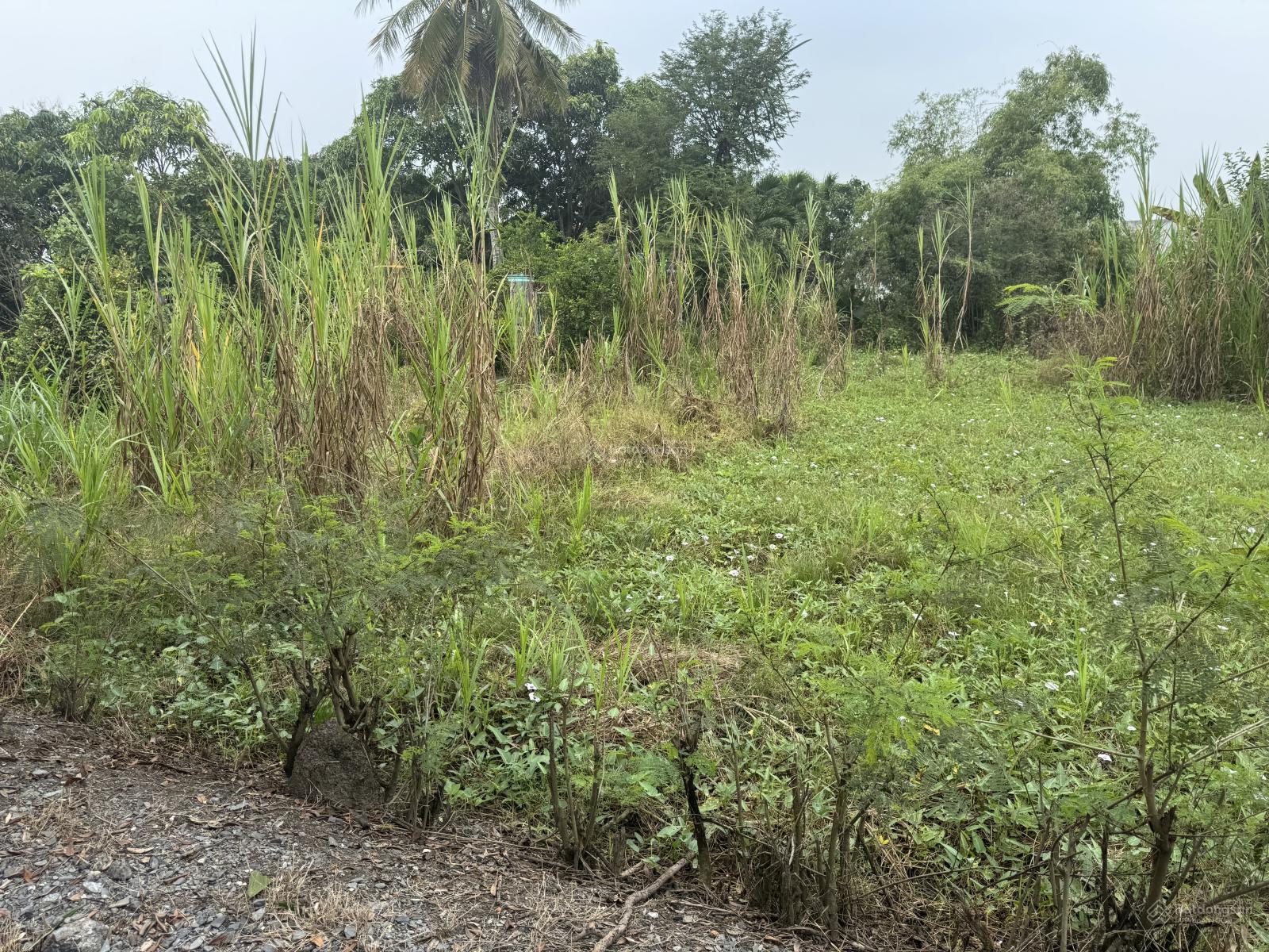 Bán đất 555 m2 tại Ấp Thanh Ba, 2 tỷ VND, view đẹp, nhiều tiện ích