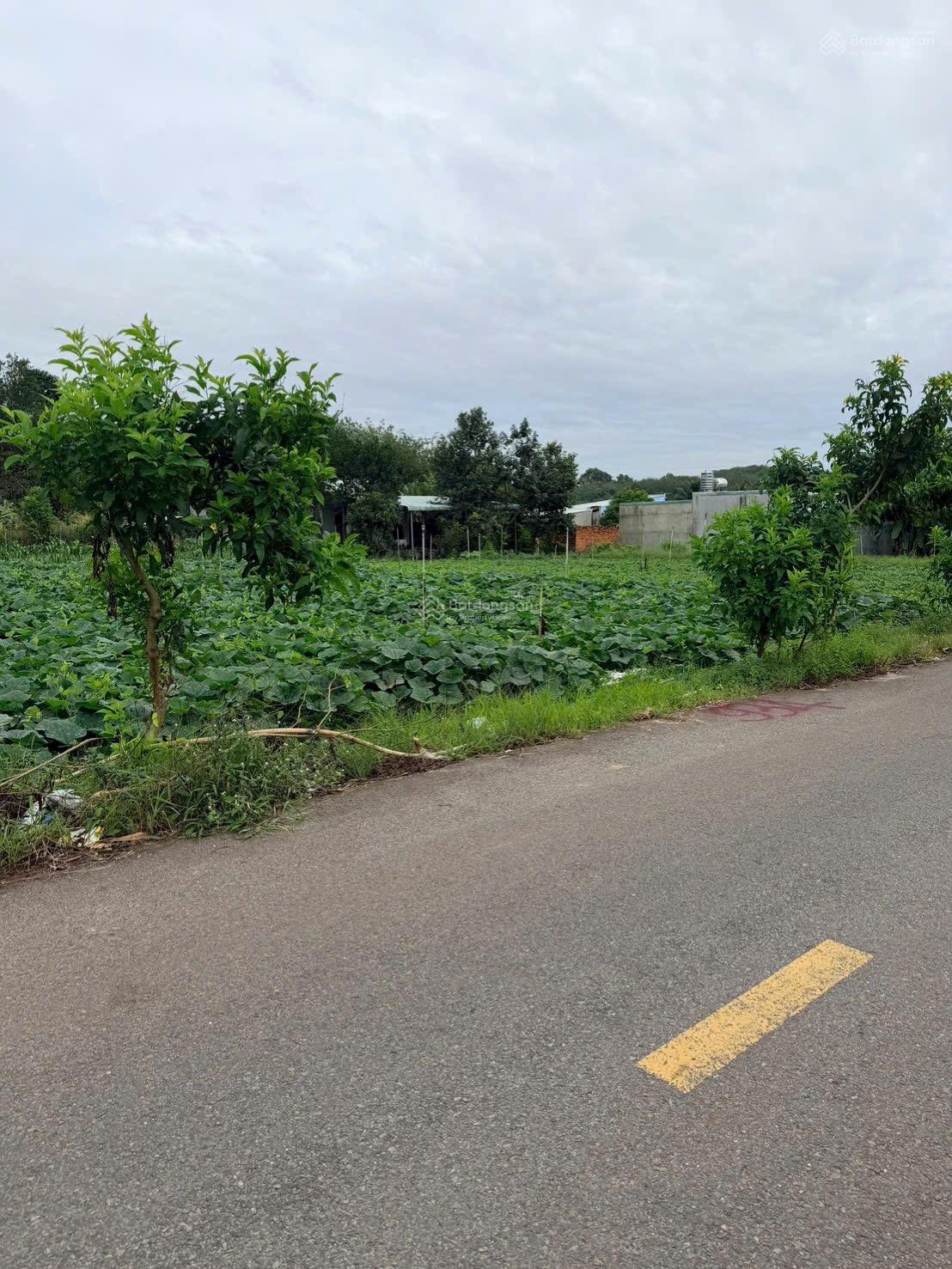 Bán đất tại Xã Long Nguyên, Huyện Bàu Bàng, Bình Dương giá tốt, 1,5 tỷ, 314 m2