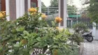 Bán nhà sân vườn xanh 505m2 hiếm phường Thạnh Xuân, quận 12. Giá chỉ 11,8 tỷ