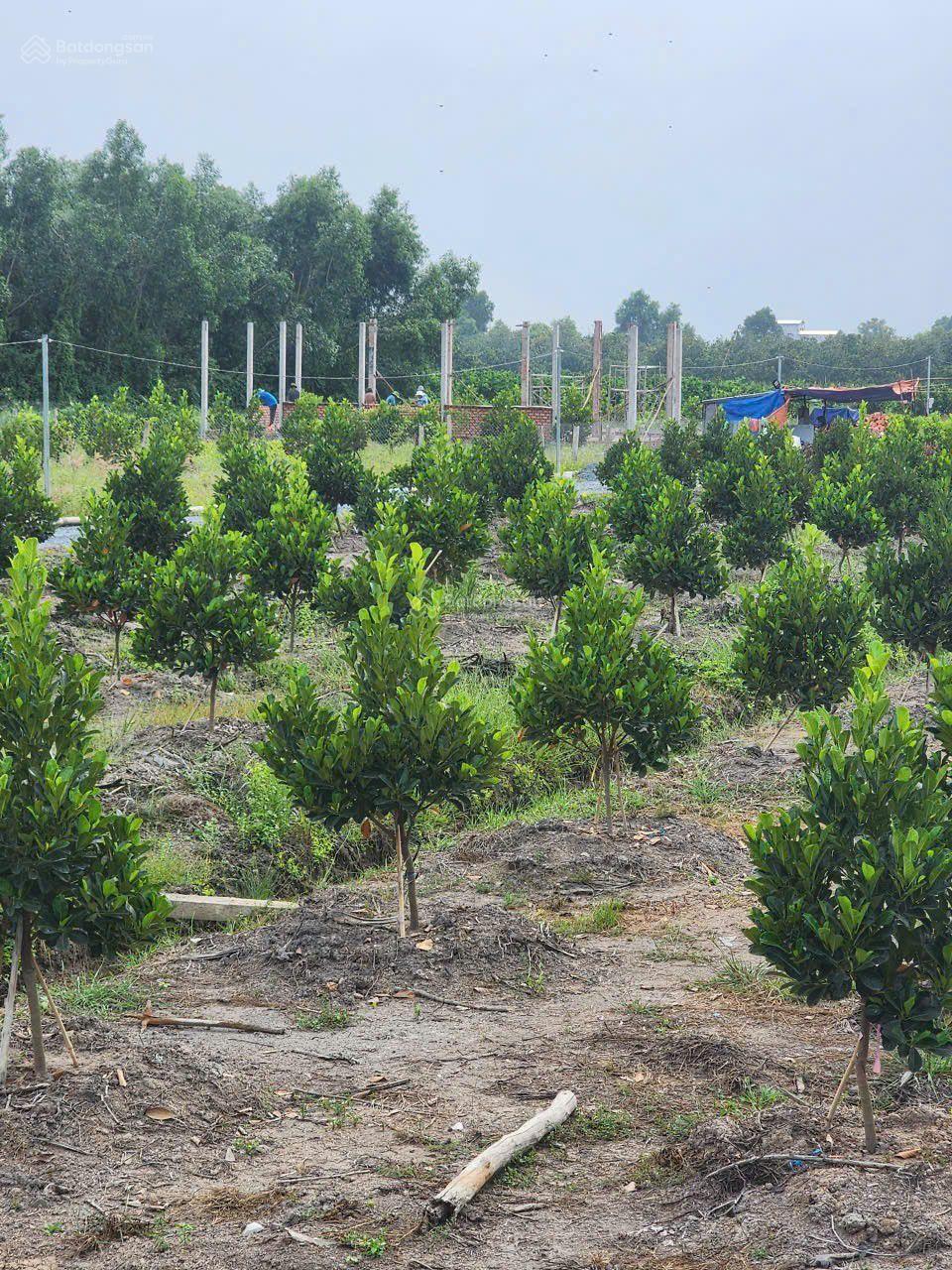 Đất vườn được lên thổ có vườn cây ăn trái sẵn đường đi thuận tiện giá hợp lý