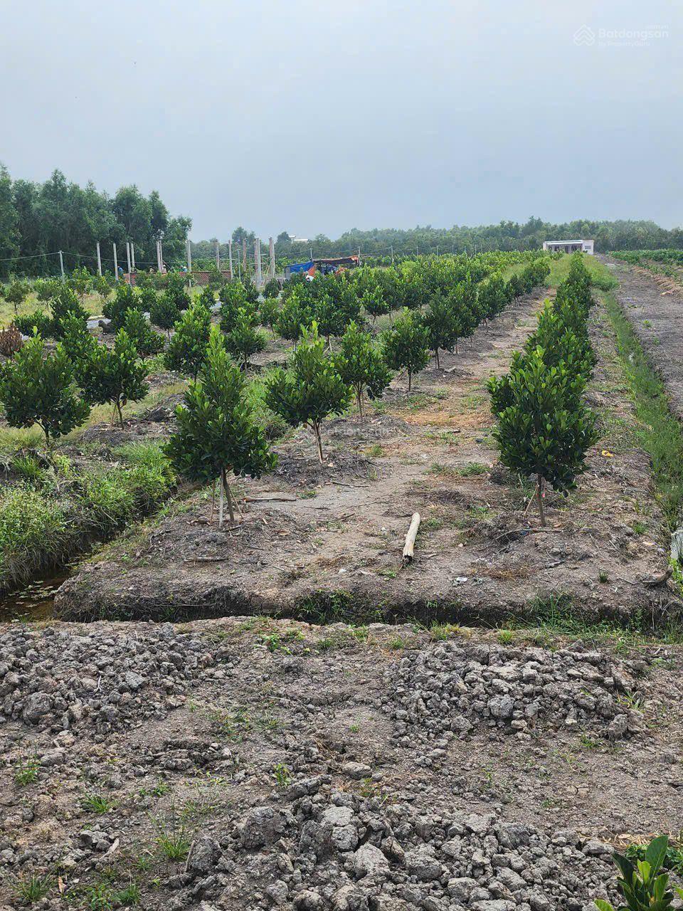 Đất vườn được lên thổ có vườn cây ăn trái sẵn đường đi thuận tiện giá hợp lý