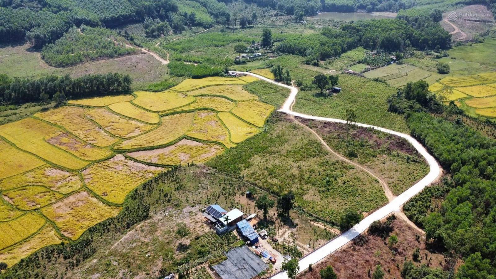 Đất trồng cây lâu năm view cánh đồng đồi núi rất đẹp 5900n2 ngang rộng 90m ở Hòa Sơn