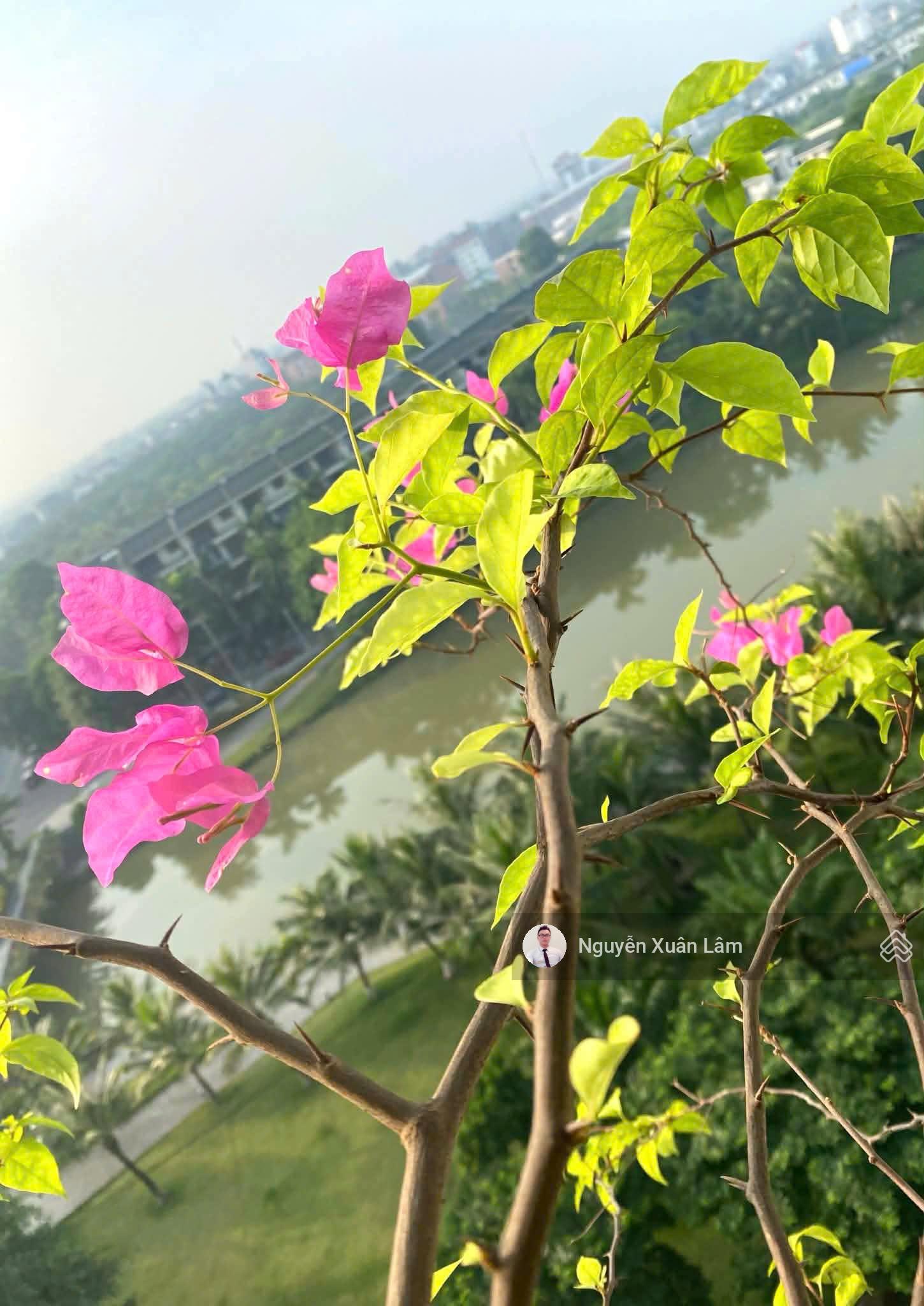 Cần cho thuê 58m2 full đồ view hồ quảng trưởng đẹp long lanh giá rẻ 8 triệu Lake 2 Aquabay