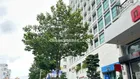 Bán nhà mặt phố tại Dương Quảng Hàm, 118 tỷ, 460m2, mặt tiền 12m kết cấu 8 tầng ĐCT 500tr/1 tháng
