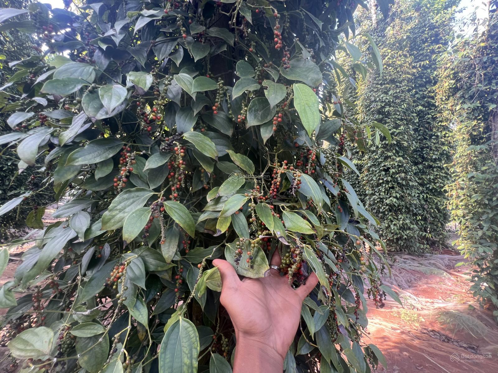 Cần bán 2 mẫu 9 200m đường nhựa, đất đang có nguồn thu mạnh LH 0972 773 *** Cần bán 2 mẫu 9 200m đường nhựa, đất đang có nguồn thu mạnh LH 0972 773 ***