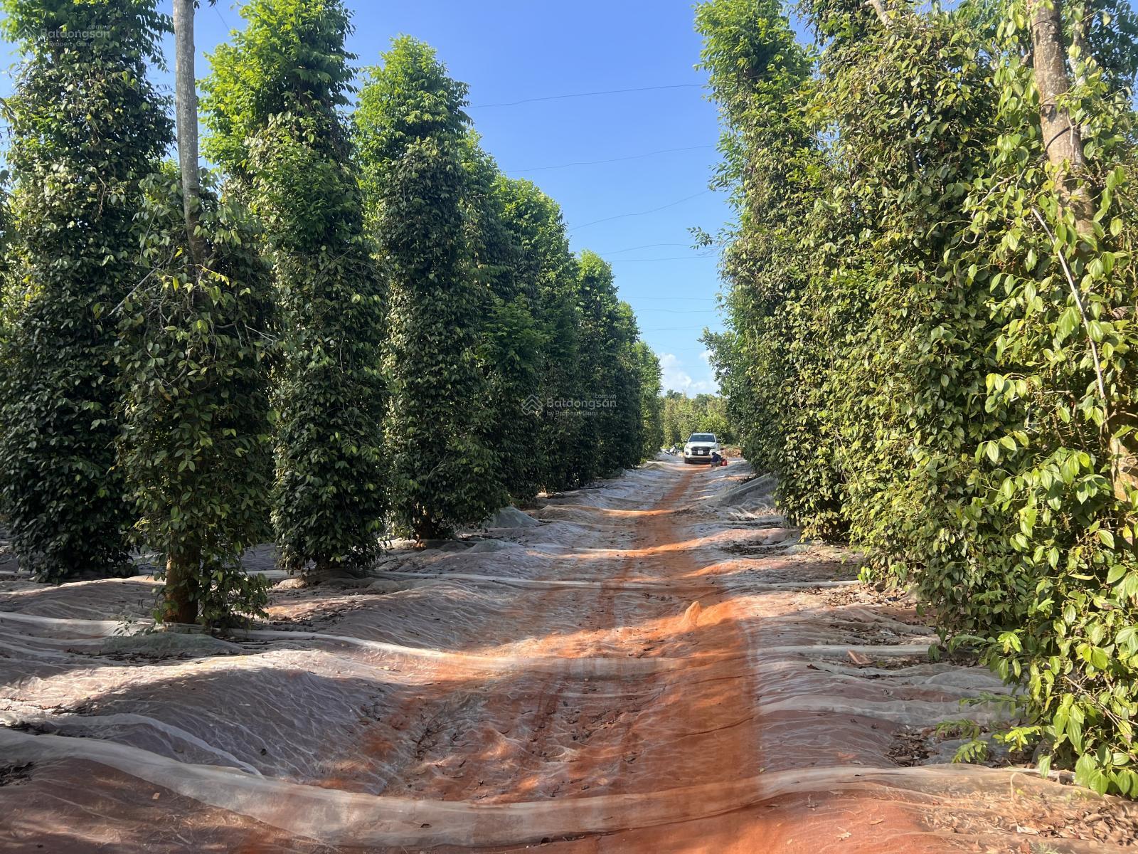 Cần bán 2 mẫu 9 200m đường nhựa, đất đang có nguồn thu mạnh LH 0972 773 *** Cần bán 2 mẫu 9 200m đường nhựa, đất đang có nguồn thu mạnh LH 0972 773 ***