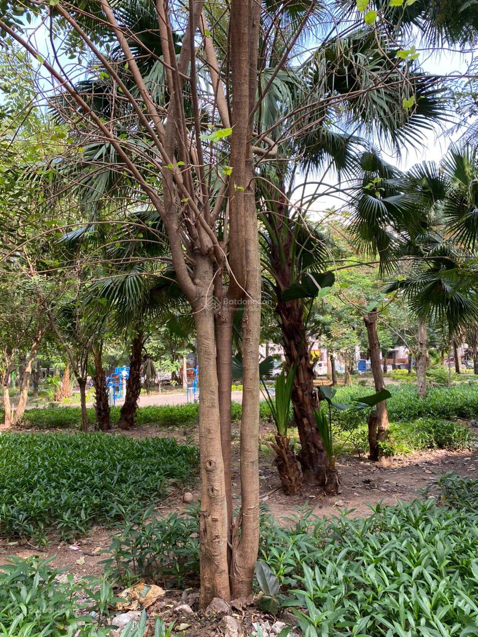 Chính chủ bán đất 350m2 Mặt Vườn Hoa Trần Quang Diệu Mặt Tiền 12m Sổ Đỏ Chính Chủ 125 tỷ