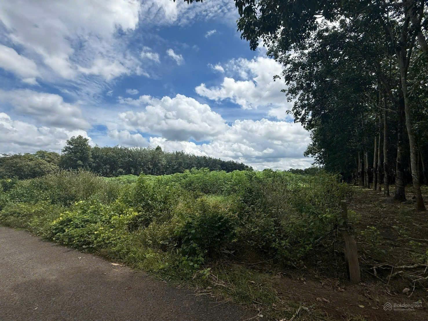 Công ty Đấu giá Hợp danh Trực tuyến Việt Nam (VNOA) thông báo đấu giá tài sản