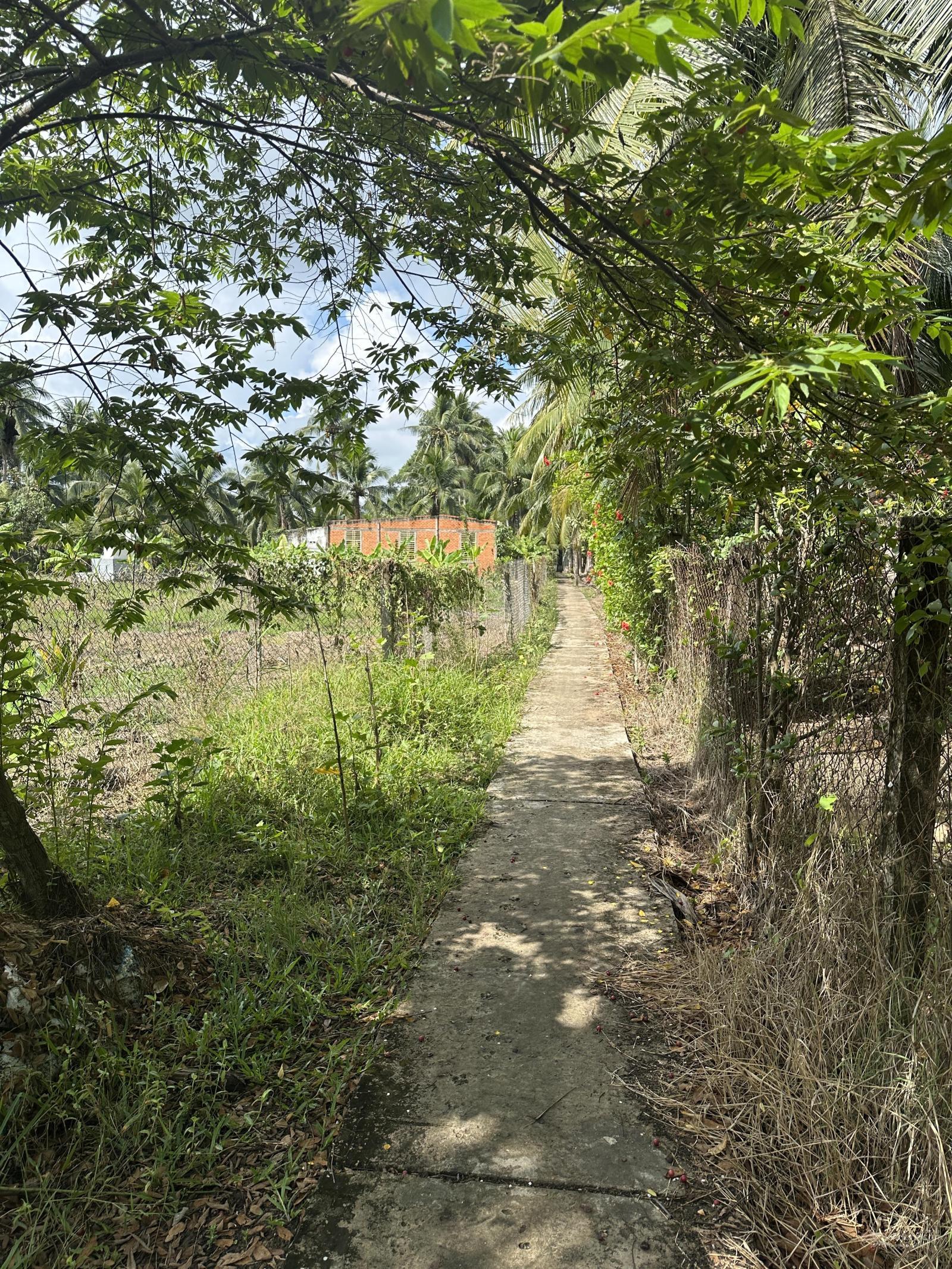 Kẹt tiền cần bán gấp đất trồng dừa xiêm cho trái 100% tại xã Hữu Định Kẹt tiền cần bán gấp đất trồng dừa xiêm cho trái 100% tại xã Hữu Định