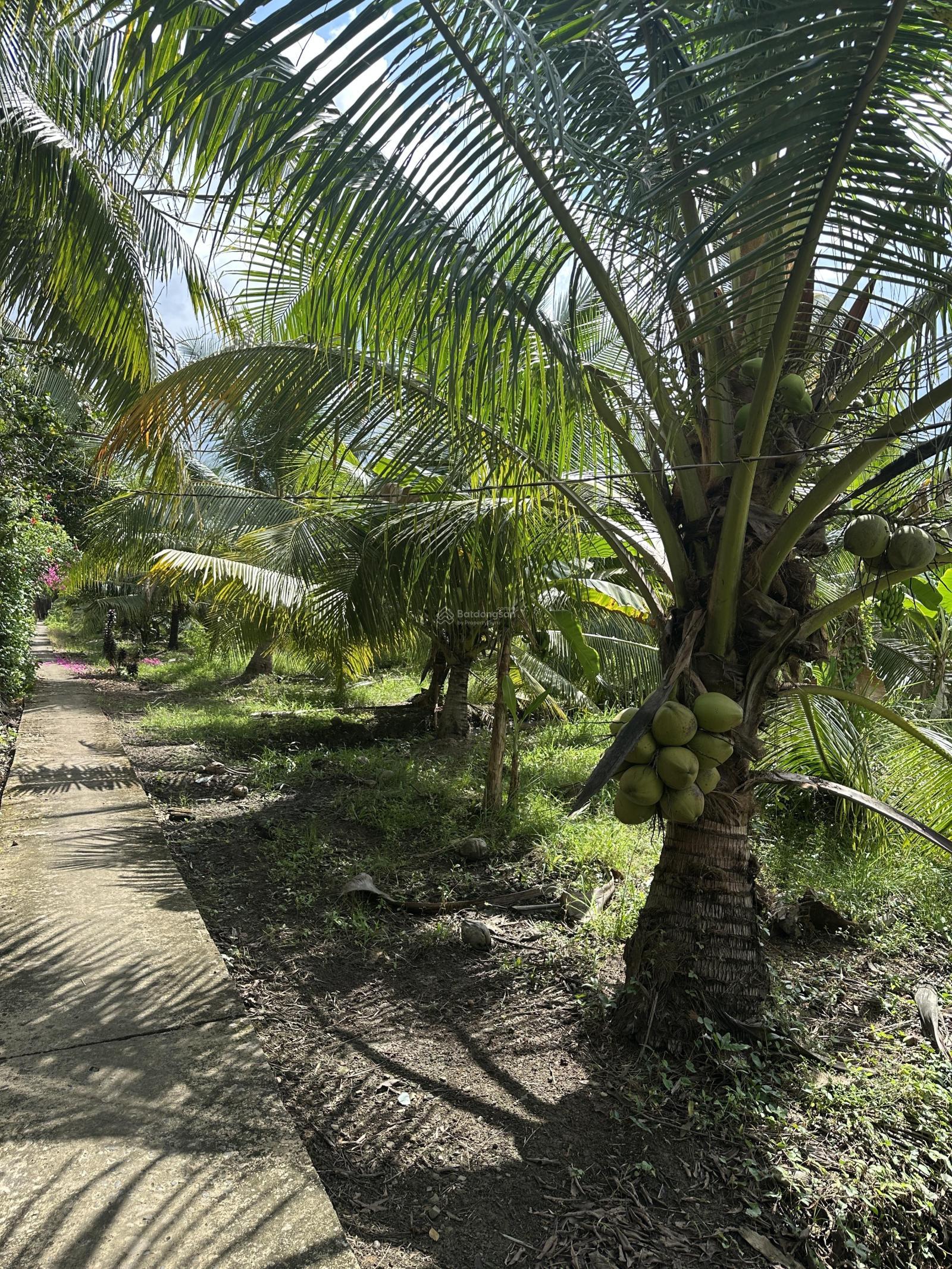 Kẹt tiền cần bán gấp đất trồng dừa xiêm cho trái 100% tại xã Hữu Định Kẹt tiền cần bán gấp đất trồng dừa xiêm cho trái 100% tại xã Hữu Định