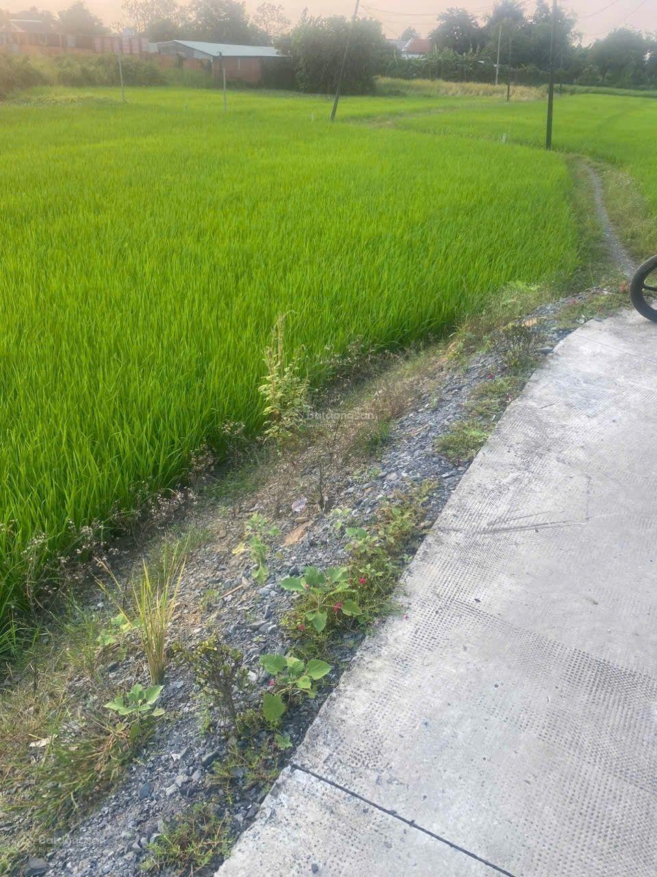 Bán lô đất nông nghiệp giá rẻ Qui Đức, Bình Chánh