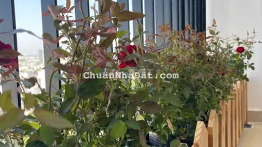 Bán căn góc Chung Cư Gia Phát P.17, Gò Vấp, dt 74m, 2PN, 2WC, Full NT