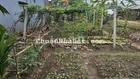 Cần thuê đất hoặc nhà cấp 4 có vườn khu Ngũ Hành Sơn