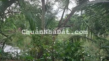 Cho thuê quán cafe sân vườn tại Bình Hưng, Bình Chánh