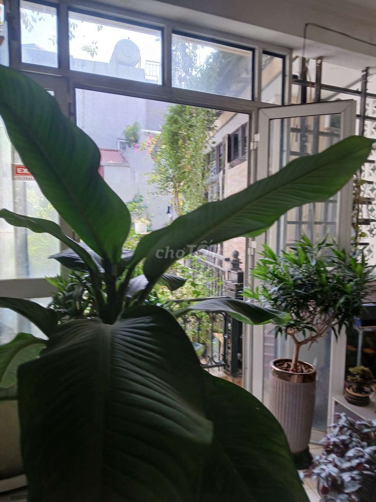 Phòng dạng căn hộ