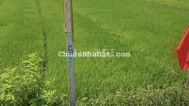 400m View Lúa trực diện làm nhà vườn hoặc phân lô