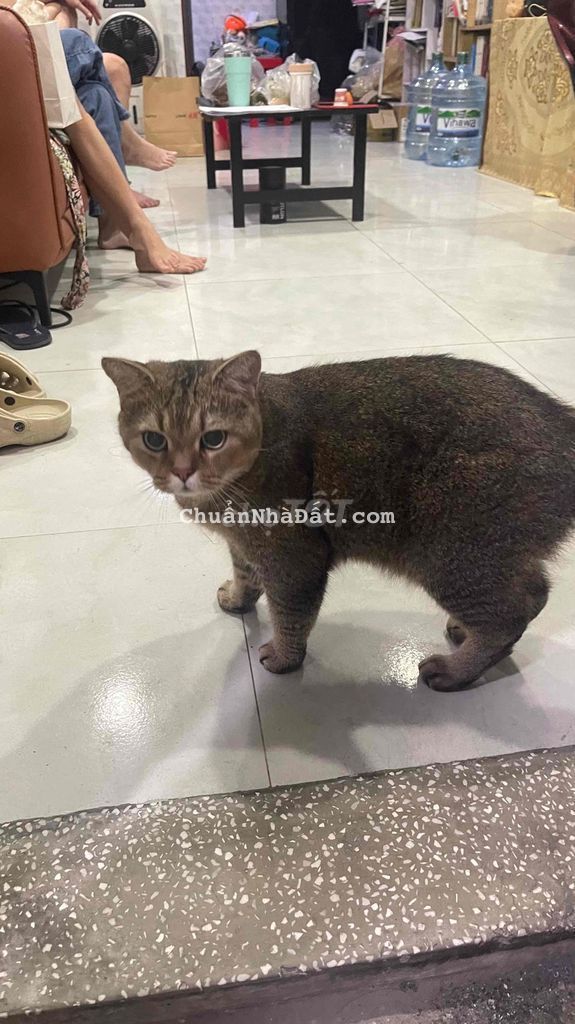 NHÀ CHO THUÊ NGUYÊN CĂN GIÁ RẺ TÂN BÌNH