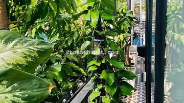 CAN SHARE MAT BANG KINH DOANH