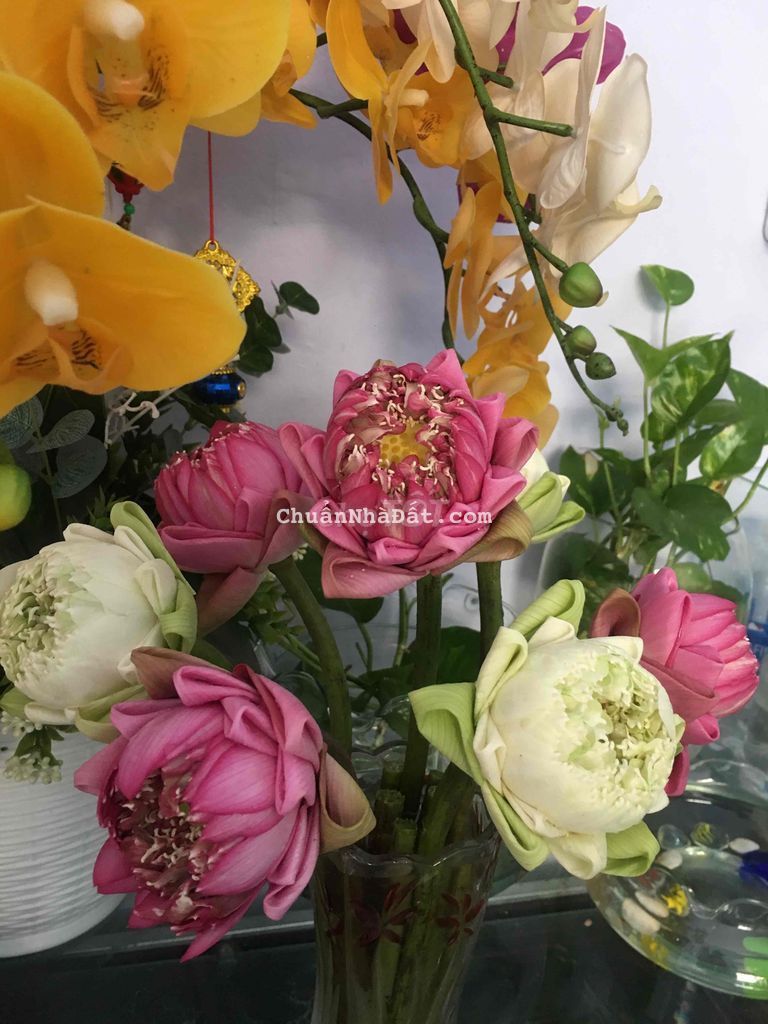 Cho thuê nhà cấp 4- 1 trệt 1 lầu